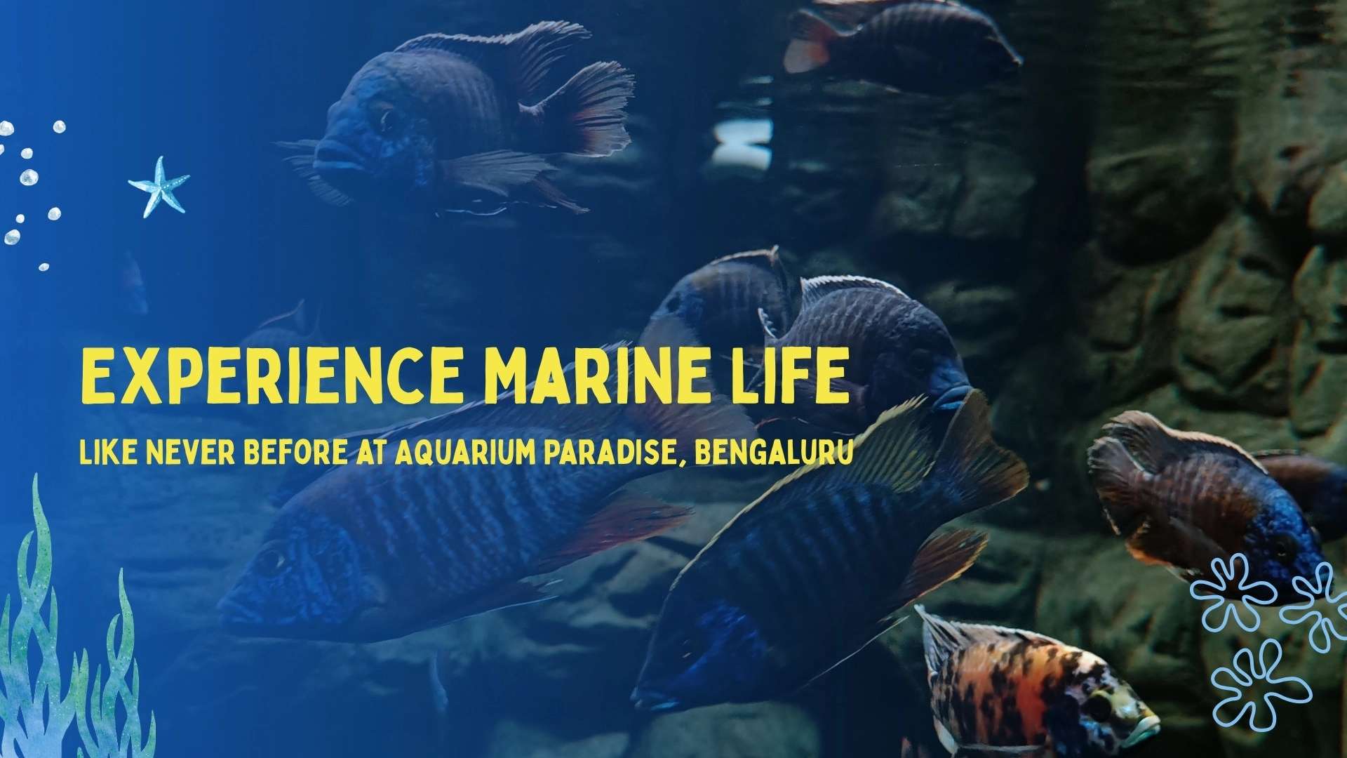 Experience Marine Life Like Never Before at Aquarium Paradise, Bengaluru